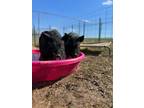 Adopt Romeo and Tango a Pig (Potbellied) farm-type animal in Kerhonkson