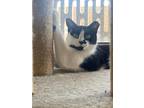 Adopt Cheeky a All Black Domestic Shorthair / Domestic Shorthair / Mixed cat in