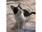 Adopt Styler a Black & White or Tuxedo Domestic Shorthair (short coat) cat in