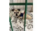 Adopt Pugsley a Brindle Pug / Brussels Griffon / Mixed (short coat) dog in