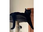 Adopt Ty a All Black Domestic Shorthair (short coat) cat in Cedar, MN (32247658)