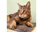 Adopt Archery a Brown Tabby Tabby (short coat) cat in Creston, BC (35885584)
