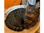 Adopt Basil a Brown Tabby Domestic Shorthair (short coat) cat in Lincolnton