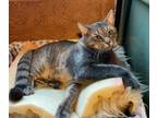 Adopt Shadow a Gray, Blue or Silver Tabby Domestic Shorthair (short coat) cat in