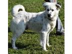 Adopt Buddy a White Border Collie / Mixed dog in Madison, FL (38172041)