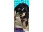 Adopt Toby a Black - with Brown, Red, Golden, Orange or Chestnut Standard Poodle