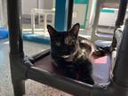 Adopt Dolly a All Black Domestic Shorthair / Domestic Shorthair / Mixed cat in