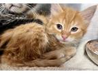 Adopt Starfish a Domestic Mediumhair / Mixed (short coat) cat in Tiffin