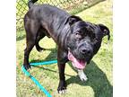 Adopt Finch a Black American Staffordshire Terrier / Cane Corso / Mixed dog in