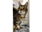 Adopt Oduya a Brown or Chocolate Bengal / Domestic Shorthair / Mixed cat in