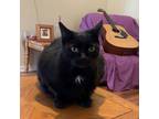 Adopt Smores a All Black Domestic Shorthair / Domestic Shorthair / Mixed cat in