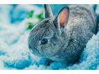 Adopt Pepsi a Grey/Silver Other/Unknown / Mixed rabbit in Rixeyville