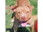 Adopt Zeus #2/Jupiter a Brown/Chocolate Mixed Breed (Large) / Mixed dog in