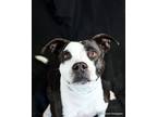 Adopt Jezebel a Labrador Retriever / Pit Bull Terrier / Mixed dog in Ocala