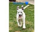 Adopt Stoney a White - with Black Dalmatian / Texas Heeler / Mixed dog in