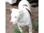 Adopt Brody a White - with Tan, Yellow or Fawn Catahoula Leopard Dog / Mixed dog