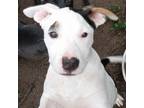 Adopt Trey a White - with Tan, Yellow or Fawn Catahoula Leopard Dog / Mixed dog