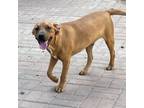 Adopt Zeus a Tan/Yellow/Fawn Carolina Dog / Mixed dog in joppa, MD (38183729)