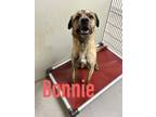 Adopt Bonnie 122404 a Brindle Mastiff dog in Joplin, MO (38224476)