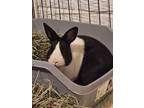Adopt Louey a Black Dutch / Mixed (short coat) rabbit in Aurora, IL (38235062)