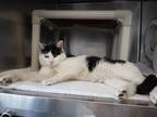 Adopt Twist a White Domestic Shorthair / Domestic Shorthair / Mixed cat in