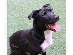 Adopt Bruno a Black Mixed Breed (Medium) / Mixed dog in Farmington