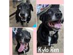 Adopt Kylo Ren a Black - with White Labrador Retriever / Border Collie / Mixed