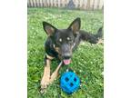 Adopt Nia (Neeyah) a Black - with Tan, Yellow or Fawn German Shepherd Dog /