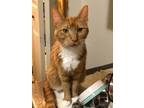 Adopt Abby a Domestic Shorthair / Mixed (short coat) cat in Shreveport