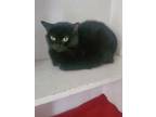 Adopt Pantera a Domestic Shorthair / Mixed (short coat) cat in Shreveport