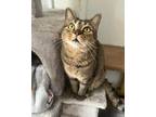 Adopt Sissy a Domestic Shorthair / Mixed (short coat) cat in Shreveport
