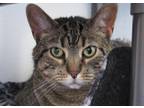 Adopt Sugar a Domestic Shorthair / Mixed (short coat) cat in Hartville