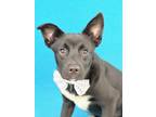 Adopt Rocket a Black Terrier (Unknown Type, Small) / Mixed dog in Picayune