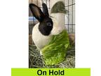 Adopt Shadow a White Dutch / Mixed rabbit in Eugene, OR (38160520)