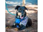 Adopt Robbert - Claremont Location a Black Doberman Pinscher / Mixed dog in