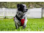 Adopt Cool Hand Luke a Australian Shepherd / Boston Terrier / Mixed dog in