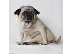 Adopt Zelda - Special Needs a Pug / Mixed dog in Gardena, CA (28816143)