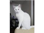 Adopt McKinley (Sponsored; Special Needs) a Domestic Shorthair / Mixed (short