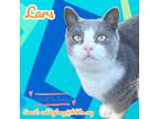 Adopt Lars a Domestic Shorthair / Mixed (short coat) cat in Nashville