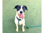 Adopt BUDDHA a English Pointer