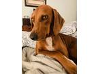 Adopt Red Sheeran a Redbone Coonhound / Labrador Retriever dog in Charleston