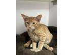 Adopt Tajin a Domestic Shorthair / Mixed cat in Bolivar, MO (37900278)