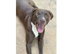 Adopt Eliza - PLEASE READ ALL INFORMATION a Brown/Chocolate Labrador Retriever /