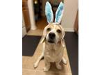 Adopt Miles a Tan/Yellow/Fawn - with White Hound (Unknown Type) / Mixed dog in