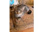 Adopt JACKSON a Brown Tabby Domestic Shorthair / Mixed cat in Burlington