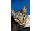Adopt Connie a Domestic Shorthair / Mixed (short coat) cat in Ft.