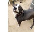 Adopt Buster Brown a Black - with White Hound (Unknown Type) / Labrador