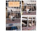 Adopt Betsy a Tan or Fawn (Mostly) Domestic Shorthair / Mixed (short coat) cat