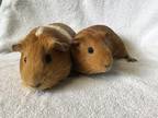 Adopt Laguna ( Bonded to Lapina) a Guinea Pig small animal in Imperial Beach