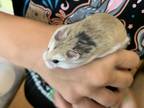 Adopt Zydico Baby Boy 2 a Hamster small animal in Imperial Beach, CA (38121917)